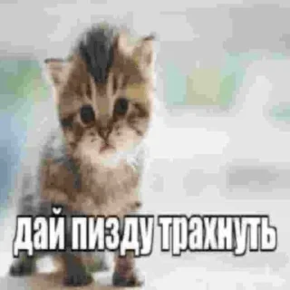 🥵 emoji sheemar ebal Telegram sticker 20 of 31
