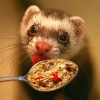 🍚 emoji плов всему голова Telegram sticker 6 of 7