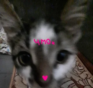 ❤ emoji степа Telegram sticker 8 of 26