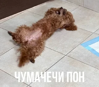 Sticker from тильда пон