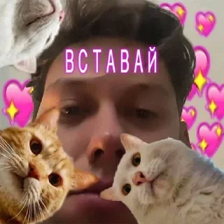 🌟 emoji Арс еблан, а Дима Бог Telegram sticker 18 of 35