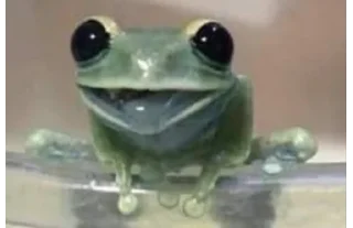 😀 emoji Frog for Masha Telegram sticker 19 of 62