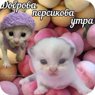 🐱 emoji ЕБЕЙШИЙ СТИКЕР ПАК ЧТОБЫ ДАЛА МАМА Telegram sticker 20 of 120