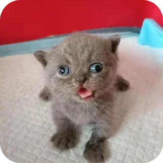 🐱 emoji ЕБЕЙШИЙ СТИКЕР ПАК ЧТОБЫ ДАЛА МАМА Telegram sticker 22 of 120