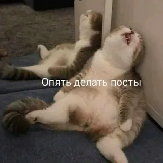 😫 emoji Мама, Я Админ | @EKorjikov_Blog Telegram sticker 19 of 48