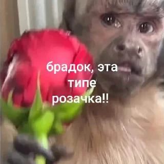 😄 emoji для зай Telegram sticker 18 of 18