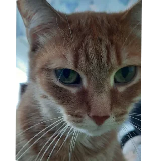 🐱 emoji Йося и Матюша Telegram sticker 21 of 45