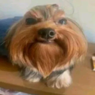 🐶 emoji Ебанутые картинки by @Mirolyubivyy Telegram sticker 1 of 120