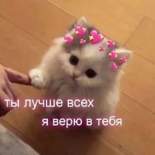 🌟 emoji Котики Telegram sticker 4 of 58