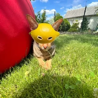 🍋 emoji Честер🥵 Telegram sticker 16 of 40