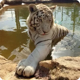🌟 emoji тигр🐯 Telegram sticker 2 of 32