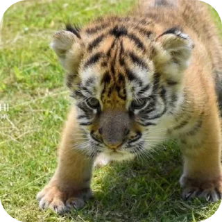 🐱 emoji тигр🐯 Telegram sticker 21 of 32