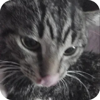 🐱 emoji @STICKRULE <- БОЛЬШЕ Telegram sticker 10 of 86