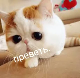 🤗 emoji Котейки:> Telegram sticker 8 of 26