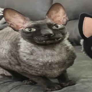 🤭 emoji мемсы Telegram sticker 14 of 22