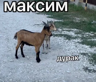 😉 emoji Maksimka Telegram sticker 23 of 40