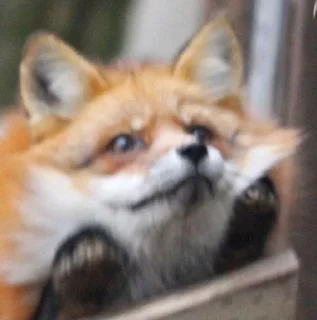 🌟 emoji Фенеки и лисички🦊 Telegram sticker 19 of 120
