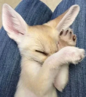 🌟 emoji Фенеки и лисички🦊 Telegram sticker 12 of 120