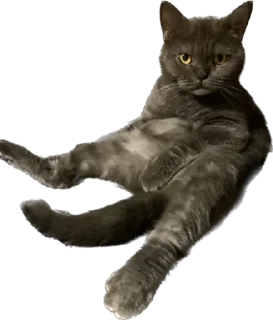 🖕 emoji Pussy rules Telegram sticker 9 of 14