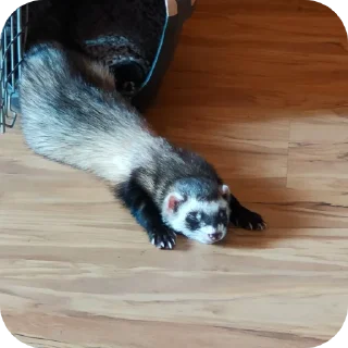 👍 emoji Bjornferret Telegram sticker 5 of 10