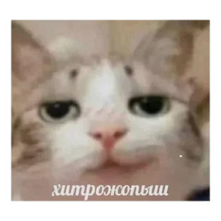🥴 emoji Лув Telegram sticker 10 of 120
