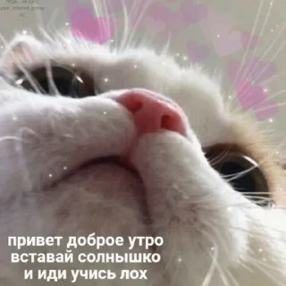 🥰 emoji Передрузья какиета Telegram sticker 23 of 120