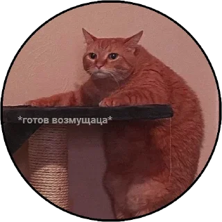 😠 emoji котячий гаремчик Женечки Telegram sticker 11 of 40