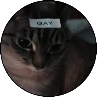 🤡 emoji котячий гаремчик Женечки Telegram sticker 13 of 40