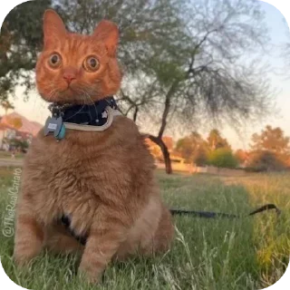 🐱 emoji Пучеглазый кот Telegram sticker 14 of 40