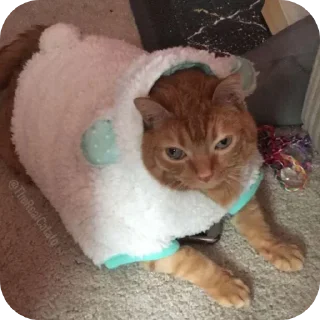 🔥 emoji Пучеглазый кот Telegram sticker 22 of 40