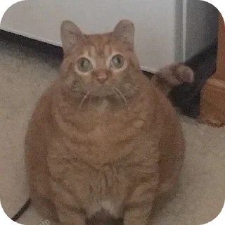 🐱 emoji Пучеглазый кот Telegram sticker 6 of 40