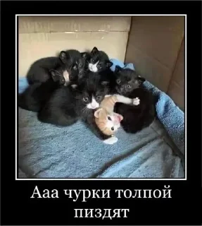 🤓 emoji цурсед снюс Telegram sticker 24 of 116