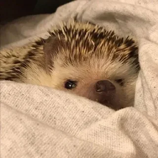 🦔 emoji оди вирт Telegram sticker 7 of 8