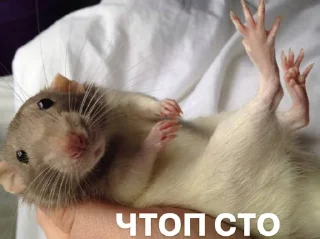 Sticker from Длинные мыши
