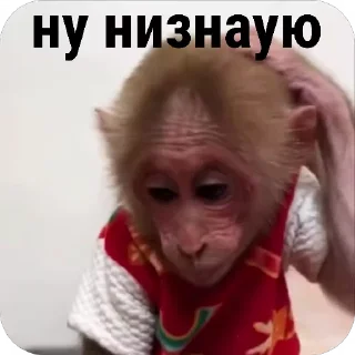 🧐 emoji Бібізянки Telegram sticker 11 of 18