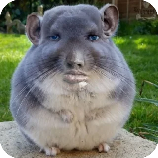 👍 emoji Жопа попа Telegram sticker 8 of 65