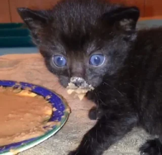 🌟 emoji Poised Squid Telegram sticker 6 of 20