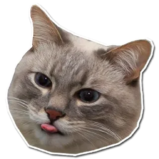 🤯 emoji Котончик - @Tg_stickersu Telegram sticker 8 of 29
