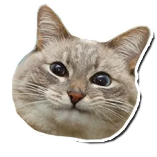 🤯 emoji Котончик - @Tg_stickersu Telegram sticker 3 of 29
