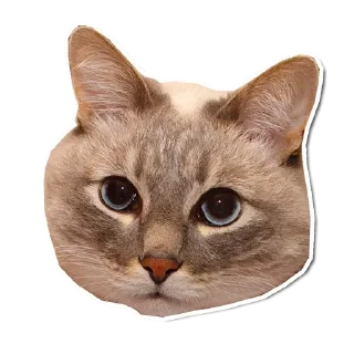 🤯 emoji Котончик - @Tg_stickersu Telegram sticker 20 of 29