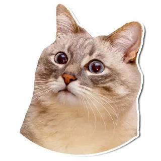 🤯 emoji Котончик - @Tg_stickersu Telegram sticker 15 of 29