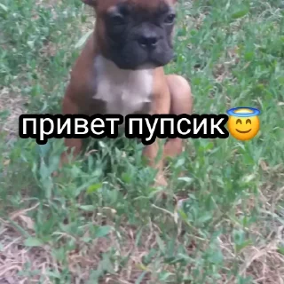 😇 emoji Жора Telegram sticker 6 of 61