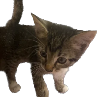 ❓ emoji гоша Telegram sticker 9 of 18
