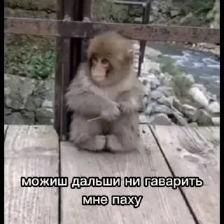 😎 emoji monkeys: @yusufbek_official Telegram sticker 23 of 118