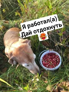 🥵 emoji СТЕПИК Telegram sticker 23 of 51