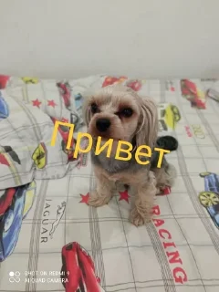 🇷🇺 emoji СТЕПИК Telegram sticker 11 of 51