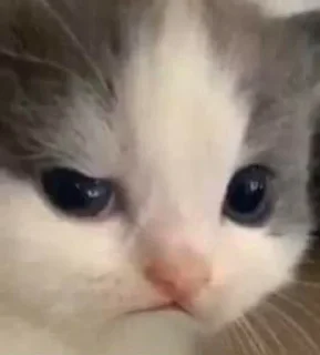🥴 emoji hehe cat Telegram sticker 10 of 50