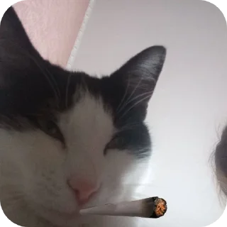 🐱 emoji чита дрита Telegram sticker 17 of 120