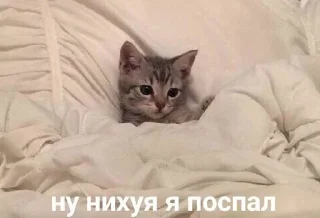 😪 emoji Котявки Telegram sticker 23 of 50