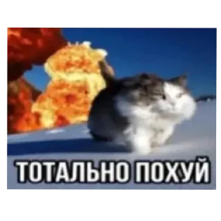 🐱 emoji 1000-7 стики Telegram sticker 6 of 119